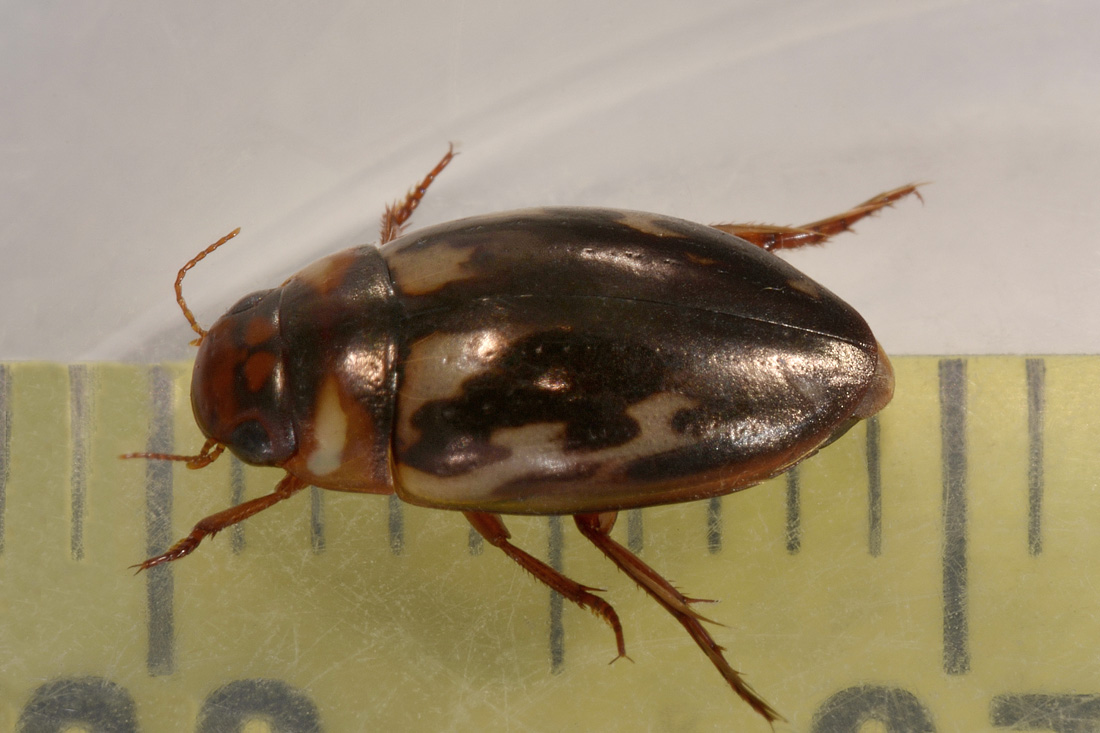 Dytiscidae: Platambus maculatus?  Sì !